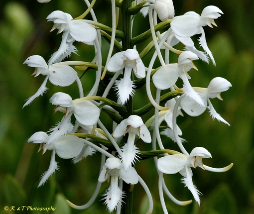 {Platanthera conspicua}